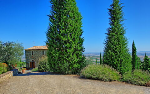 Villa Montalcino: Træ, Plante, Vedplante, Thuya, Klitfyr, Biome, Red Juniper, Evergreen, American Lærk, Conifer