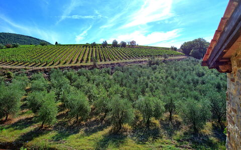 Casa Maria Luisa: Plantation, Landbrug, Himmel, Vineyard, Highland, Mark, Træ, Bakke, Hill Station, Plante