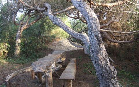 Appartamento - Le Finestre: Træ, Woodland, Naturreservat, Vedplante, Plante, Bagagerum, Skov, Afdeling, Træ, Dyreliv