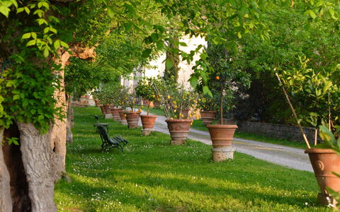 Tenuta Il Tresto: Træ, Grøn, Græs, Lawn, Plante, Vedplante, Gård, Forår, Have, Græsfamilien