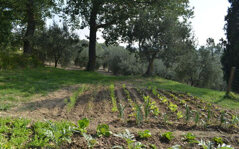 Casale Biancospino: Træ, Mark, Vegetationen, Naturligt Miljø, Naturlige Landskab, Naturreservat, Woodland, Jord, Græs, Plante