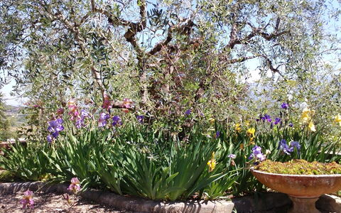 Villa Gaville: Blomst, Blomstrende Plante, Plante, Have, Botanik, Forår, Lavendel, Busk, Landskab